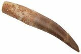 Fossil Plesiosaur (Zarafasaura) Tooth w/ Partial Root - Morocco #237566-1